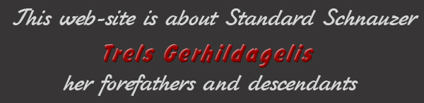 Standard Schnauzer Trels Gerhildagelis, her forefathers and descendants